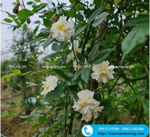 Cây Hồng Leo Ngỗng Tuyết Trắng Cho Hoa Sai Cả 4 Mùa