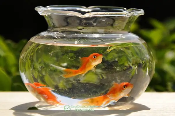 Chậu Thủy Tinh Nuôi Cá Cảnh Chậu Thủy Tinh Nuôi Cá Cảnh