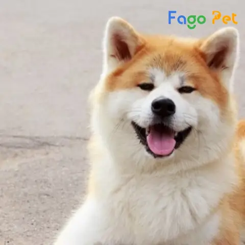 Chó Akita Giá Bán Tại Việt Nam Chó Akita Giá Bán Tại Việt Nam