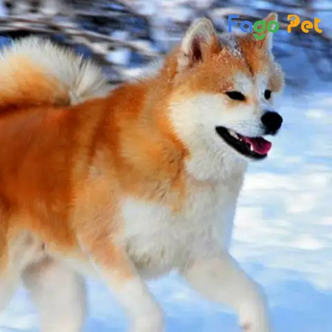 Có Nên Mua Chó Akita Giá Rẻ Hay Không? Có Nên Mua Chó Akita Giá Rẻ Hay Không?