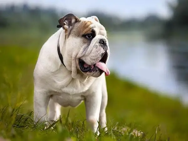 Chế Độ Dinh Dưỡng Cho Chó Bulldog