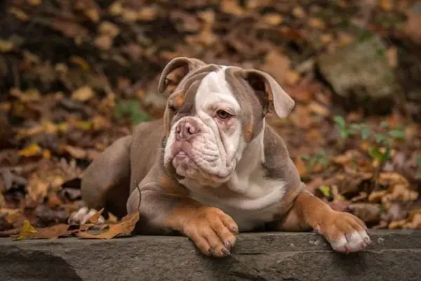 Chăm Sóc Lông Và Da Cho Chó Mặt Xệ Bulldog