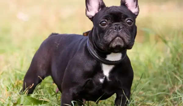 Giá Bán Chó Mặt Xệ Bulldog