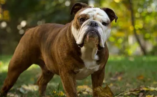 Chăm Sóc Sức Khỏe Cho Bulldog