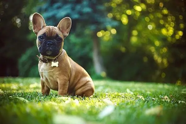 Huấn Luyện Chó Bulldog