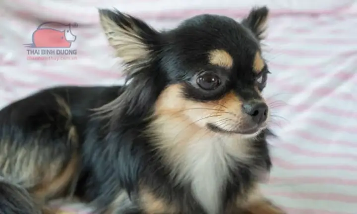 Đôi Chút Về Chó Chihuahua Lông Dài