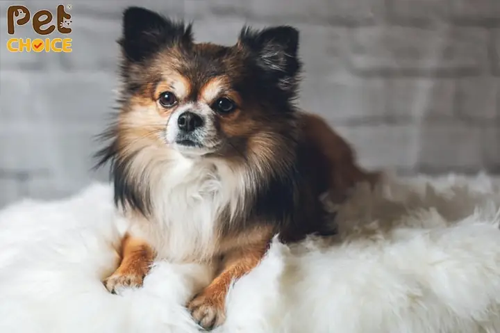 Nguồn Gốc Của Chó Chihuahua Lông Dài