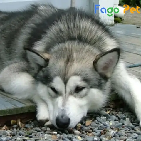 Có Nên Mua Chó Alaska Lai F1 Giá Rẻ Dưới 1 Triệu
