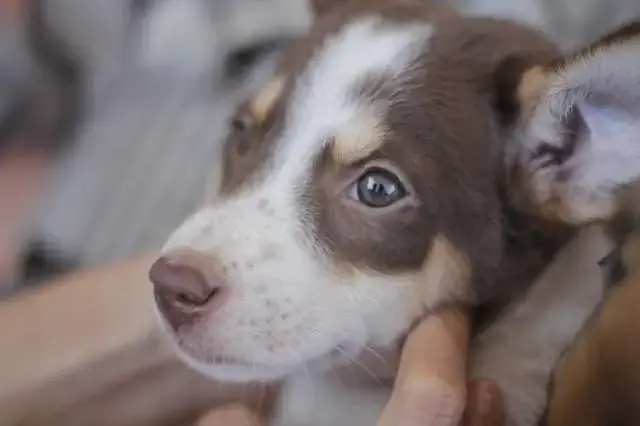 Lưu Ý Khi Mua Chó Husky Lai Alaska