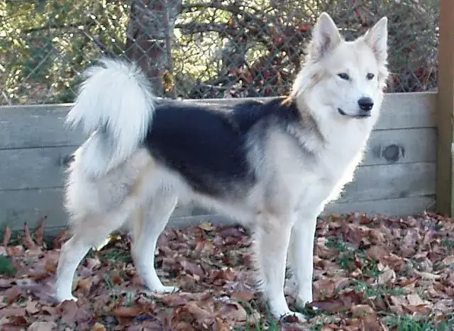 Đặc Điểm Nổi Bật Của Chó Husky Lai Alaska