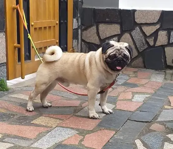Giá Chó Pug Mặt Xệ Hiện Nay Bao Nhiêu ?