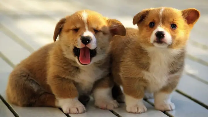 Bảng Giá Chó Corgi