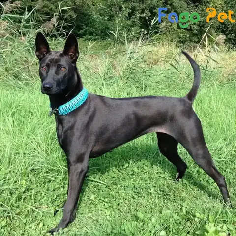 Giá Bán Chó Phú Quốc 2 Tháng Tuổi Cập Nhật Mới Nhất Giá Bán Chó Phú Quốc 2 Tháng Tuổi Cập Nhật Mới Nhất