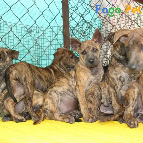 Ưu Điểm Khi Lựa Chọn Mua Chó Phú Quốc 2 Tháng Tuổi Tại Fago Pet Ưu Điểm Khi Lựa Chọn Mua Chó Phú Quốc 2 Tháng Tuổi Tại Fago Pet