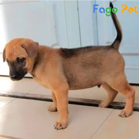 Những Lý Do Bạn Nên Nuôi Chó Phú Quốc 2 Tháng Tuổi Những Lý Do Bạn Nên Nuôi Chó Phú Quốc 2 Tháng Tuổi