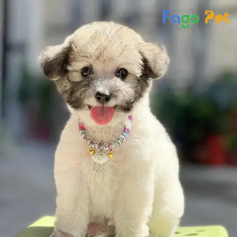 Giá Bán Chó Poodle Bò Xám Là Bao Nhiêu Giá Bán Chó Poodle Bò Xám Là Bao Nhiêu