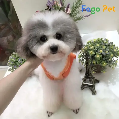 Những Lý Do Bạn Nên Nuôi Chó Poodle Lông Bò Sữa Xám Những Lý Do Bạn Nên Nuôi Chó Poodle Lông Bò Sữa Xám