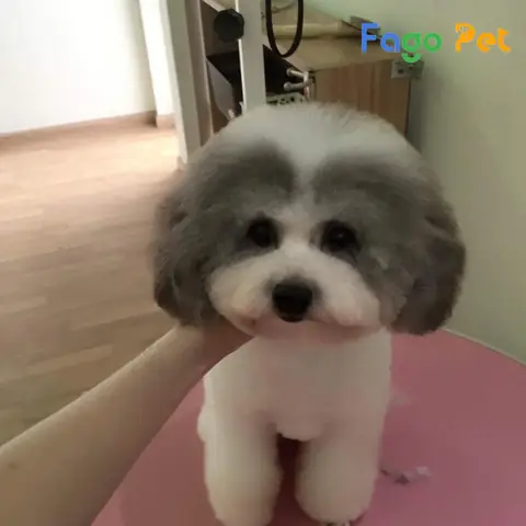 Ưu Điểm Khi Lựa Chọn Mua Chó Poodle Bò Sữa Xám Tại Fago Pet Ưu Điểm Khi Lựa Chọn Mua Chó Poodle Bò Sữa Xám Tại Fago Pet