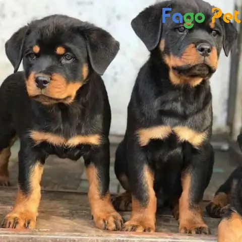 Giá Bán Chó Con Rottweiler 2 Tháng Tuổi Cập Nhật Mới Nhất Giá Bán Chó Con Rottweiler 2 Tháng Tuổi Cập Nhật Mới Nhất
