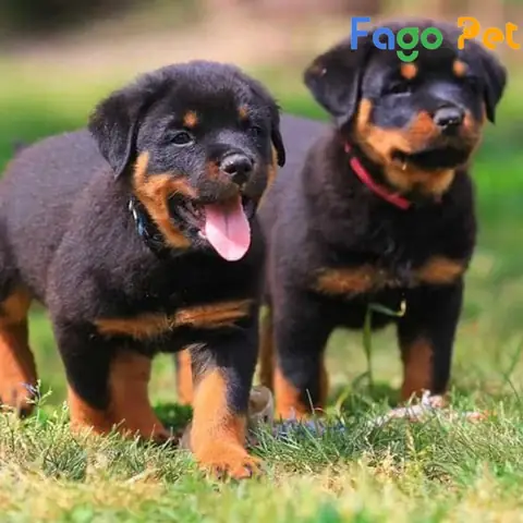 Ưu Điểm Khi Lựa Chọn Mua Chó Con Rottweiler 2 Tháng Tuổi Tại Fago Pet Ưu Điểm Khi Lựa Chọn Mua Chó Con Rottweiler 2 Tháng Tuổi Tại Fago Pet