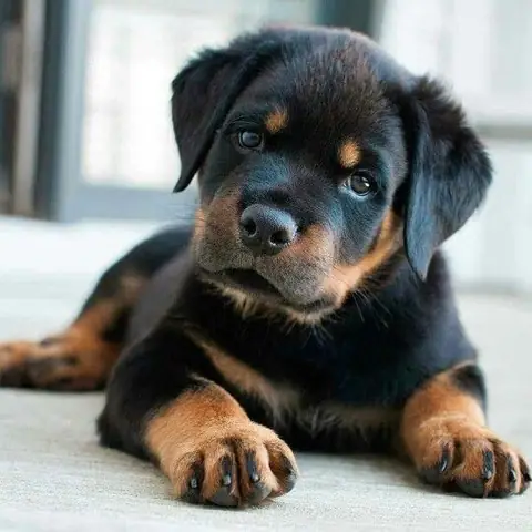 Cập Nhật Bảng Giá Chó Rottweiler Ở Việt Nam