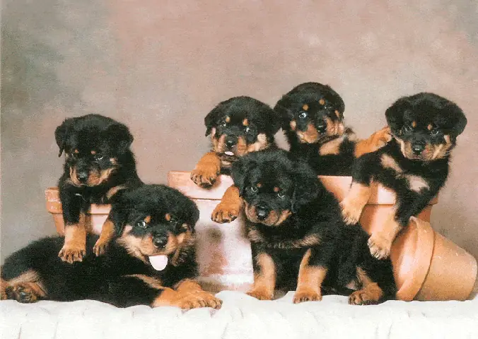 Cân Nặng Tiêu Chuẩn Của Chó Rottweiler Là Bao Nhiêu?