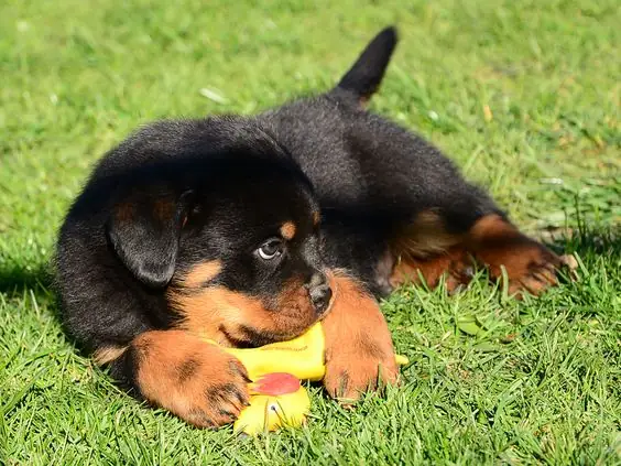 Cách Huấn Luyện Chó Rottweiler Con Hiệu Quả Nhất