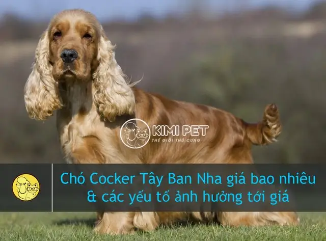 Nguồn Gốc Của Giống Chó Cocker