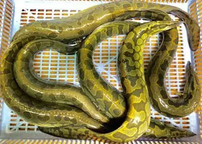 Giá Con Giống Cá Chạch Lấu: Phân Tích Chi Tiết, Yếu Tố Ảnh Hưởng Và Hướng Dẫn Mua Sắm Giá Con Giống Cá Chạch Lấu: Phân Tích Chi Tiết, Yếu Tố Ảnh Hưởng Và Hướng Dẫn Mua Sắm