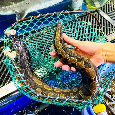 Giá Con Giống Cá Chạch Lấu Hiện Nay Là Bao Nhiêu? Giá Con Giống Cá Chạch Lấu Hiện Nay Là Bao Nhiêu?