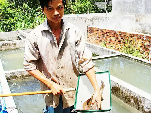 Cá Chạch Lấu Là Gì Và Tại Sao Lại Được Ưa Chuộng? Cá Chạch Lấu Là Gì Và Tại Sao Lại Được Ưa Chuộng?