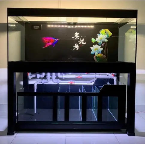 Hồ Cá Rồng Giá Rẻ