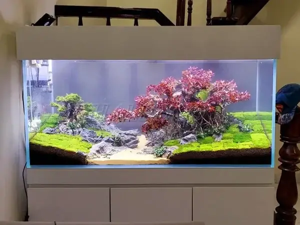 Báo Giá Hồ Cá Thủy Sinh 1m2 Kính Trong