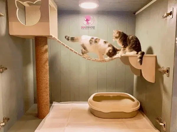 Khách Sạn Chó Mèo Tphcm Dogparadise