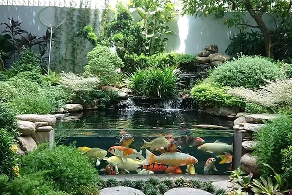 Vai Trò Quan Trọng Của Máy Lọc Bể Cá Koi