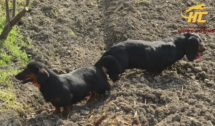 Phối Giống Chó Lạp Xưởng Giá Tốt, Bao Đậu Tại Tphcm