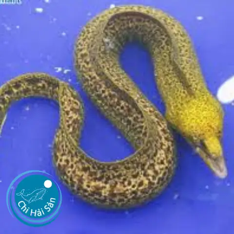 Giá Thức Ăn Cá Chình: Hướng Dẫn Chi Tiết Từ Cơ Bản Đến Chuyên Gia