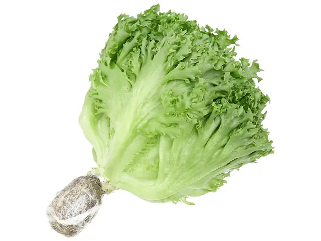 Giá Thức Ăn Cho Cá Trê Giá Thức Ăn Cho Cá Trê