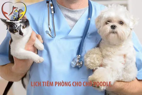 Lịch Tiêm Phòng Cho Chó Poodle