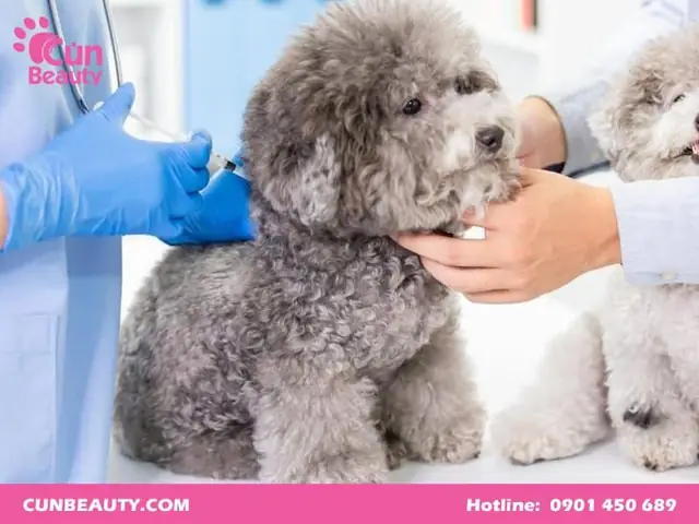 Lý Do Nên Tiêm Vacxin Phòng 7 Bệnh Cho Chó Poodle?
