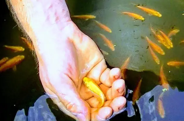 Bí Ẩn Đằng Sau Giá Trị "khủng" Của Cá Koi