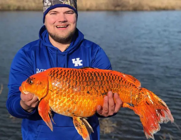 Bí Ẩn Đằng Sau Giá Trị "khủng" Của Cá Koi