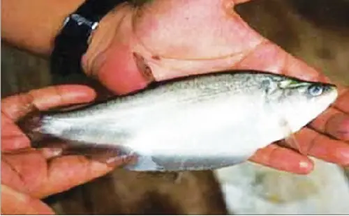 Skđs - Cá Thát Lát Là Một Trong Những Món Đặc Sản Được Nhiều Người Ưa Thích. Thịt Cá Dẻo Chắc Thơm Ngon Bổ. Chế Biến Cá Thát Lát Đúng Cách Không Chỉ Tăng Dinh Dưỡng Còn Được Coi Bài Thuốc Quý Chữa Nhiều Bệnh Hiệu Quả.