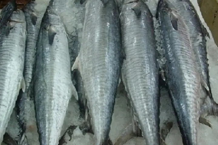 Cá Thu Là Gì? Có Ở Đâu? Cá Thu Là Gì? Có Ở Đâu?