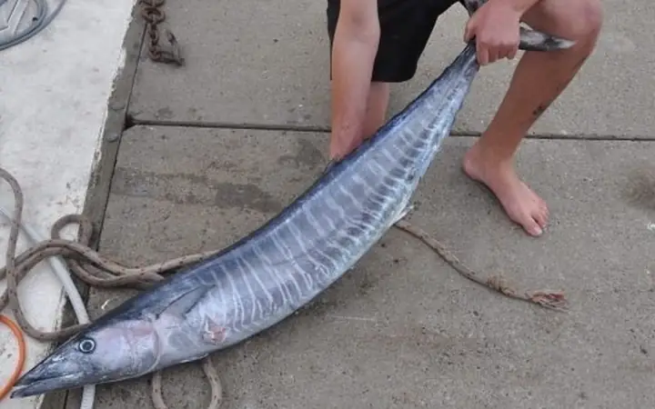 Giá Trị Dinh Dưỡng Của Cá Thu Giá Trị Dinh Dưỡng Của Cá Thu