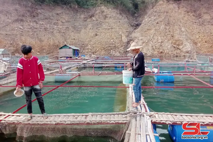 Giá Trị Kinh Tế Của Cá Chép