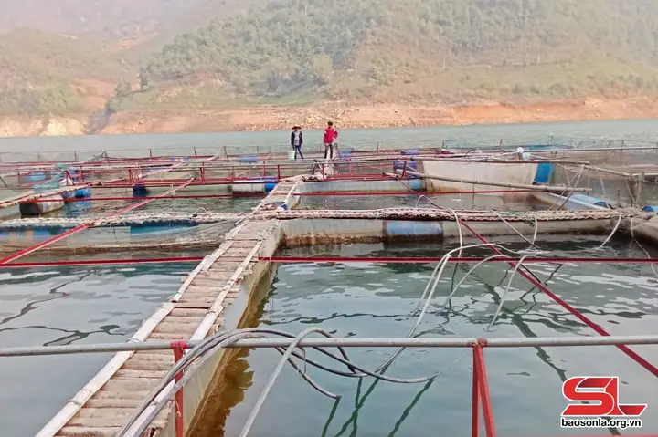 Giá Trị Kinh Tế Của Cá Chép