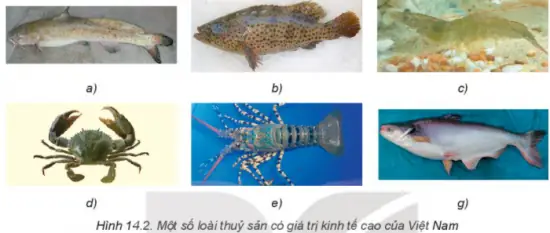 Giá Trị Kinh Tế Của Cá: Từ Thực Phẩm Đến Dược Phẩm Và Ngành Công Nghiệp Toàn Cầu
