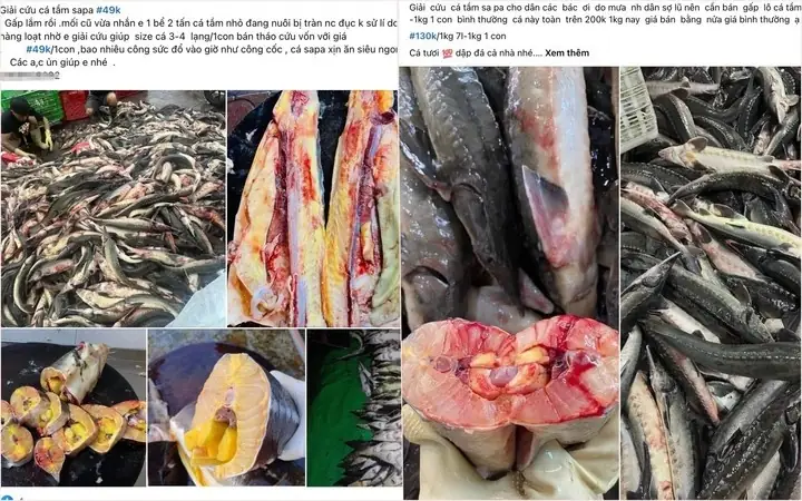 Giải Cứu Cá Tầm: Khi Thiên Tai Ập Đến, Người Nuôi Cá Tầm Vùng Cao Nguyên Trắng Giải Cứu Cá Tầm: Khi Thiên Tai Ập Đến, Người Nuôi Cá Tầm Vùng Cao Nguyên Trắng