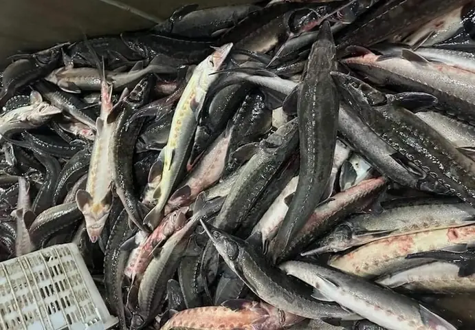 Giải Cứu Cá Tầm: Khi Thiên Tai Ập Đến, Người Nuôi Cá Tầm Vùng Cao Nguyên Trắng Giải Cứu Cá Tầm: Khi Thiên Tai Ập Đến, Người Nuôi Cá Tầm Vùng Cao Nguyên Trắng